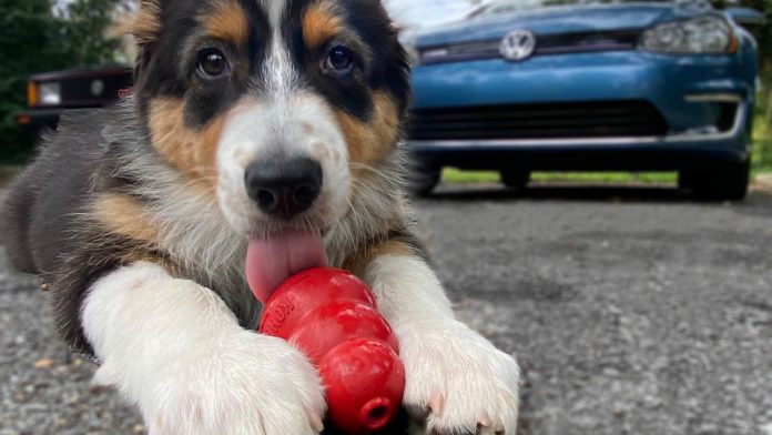 Volkswagen Kong Dog Toy